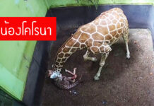 ลูกยีราฟเกิดใหม่บนเกาะบาหลี ถูกตั้งชื่อว่า “โคโรนา”