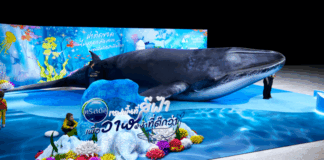 “คริสตัล” จับมือ “กลุ่มวาฬไทย” ชวนสัมผัสโลกใต้ทะเล นิทรรศการเพื่อความยั่งยืนและการอนุรักษ์วาฬ พบไฮไลท์วาฬยักษ์ ในงาน Sustainability Expo 2025 วันที่ 26 ก.ย. 68 – 5 ต.ค. 68 ที่ศูนย์การประชุมแห่งชาติสิริกิติ์