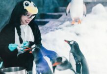 “เจนิส – เจณิสตา” ร่วมประชันความน่ารัก กับทัพเพนกวินในงานเปิดโซน เจนทูเพนกวิน โฉมใหม่ เย็นกว่า ใหญ่กว่าเดิมที่ ซีไลฟ์ แบงคอก สยามพารากอน