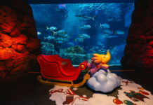 เที่ยวส่งท้ายปีด้วยความมหัศจรรย์ “ซีไลฟ์ แบงคอก” ชวนท่องโลกคริสต์มาสใต้ท้องทะเล! กับคู่หูดูโอ้ Greenie & Elfie สุดน่ารัก ถึง 15 ม.ค. 69