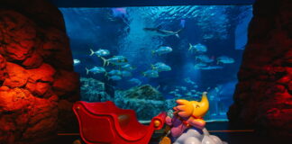 เที่ยวส่งท้ายปีด้วยความมหัศจรรย์ “ซีไลฟ์ แบงคอก” ชวนท่องโลกคริสต์มาสใต้ท้องทะเล! กับคู่หูดูโอ้ Greenie & Elfie สุดน่ารัก ถึง 15 ม.ค. 69