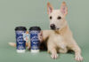 CHAGEE จับมือ Soi Dog เปิดตัวโครงการ CSR สุดอบอุ่น “Sip for Paws” เปลี่ยนทุกจิบเป็นพลังให้เพื่อนสี่ขา